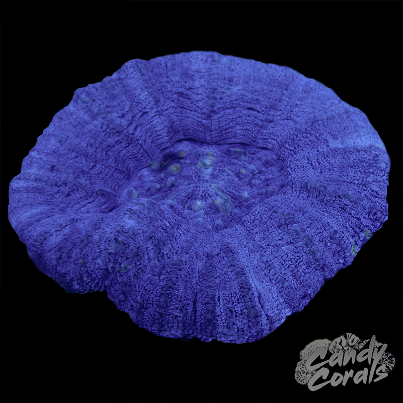 Lavender Scoly