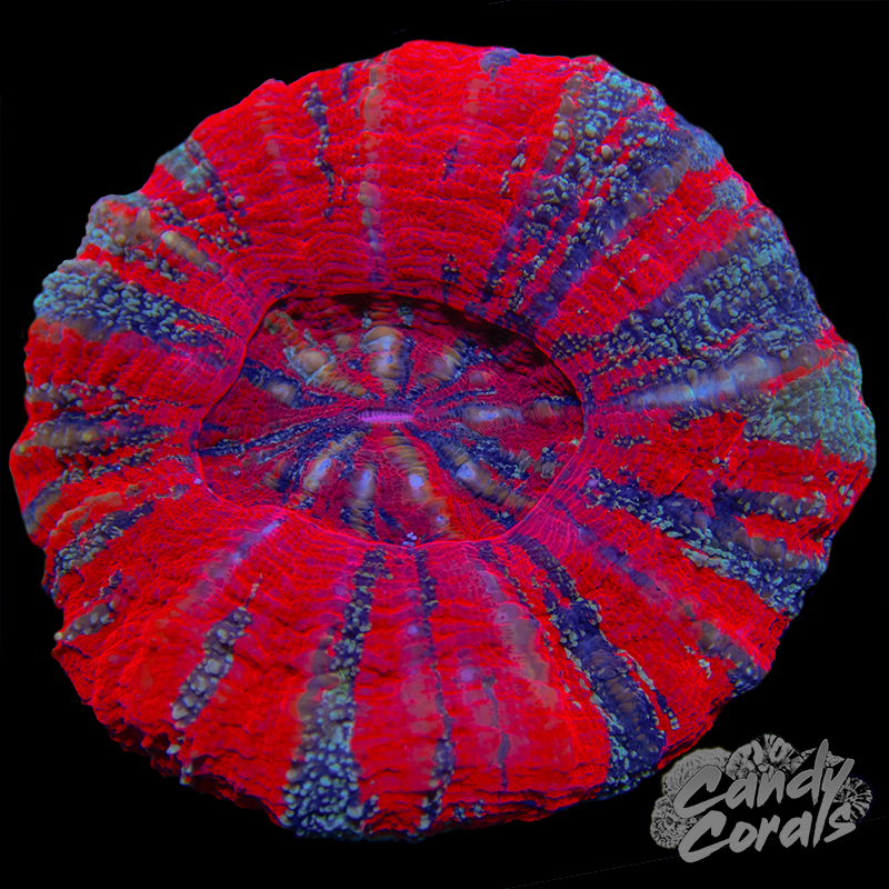 Galaxy War Paint Scoly WYSIWYG 13