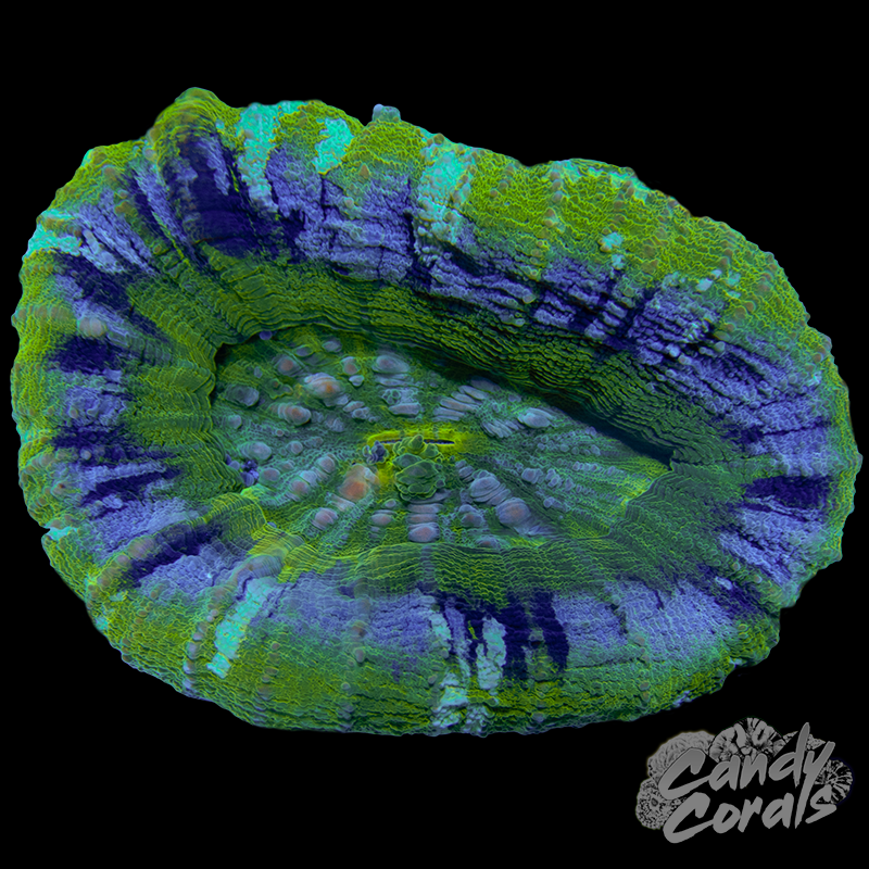 UFO Scoly WYSIWYG 16