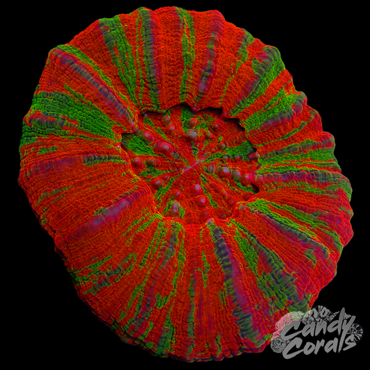 Reverse Bleeding Apple Scoly WYSIWYG 18