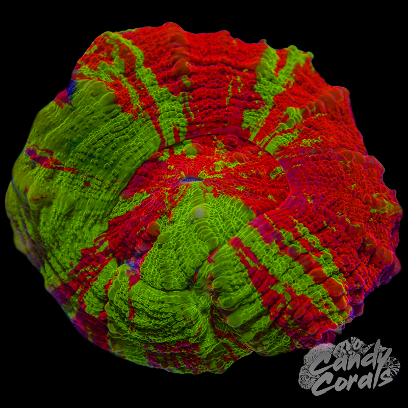 Mini Bleeding Apple Scoly WYSIWYG 89