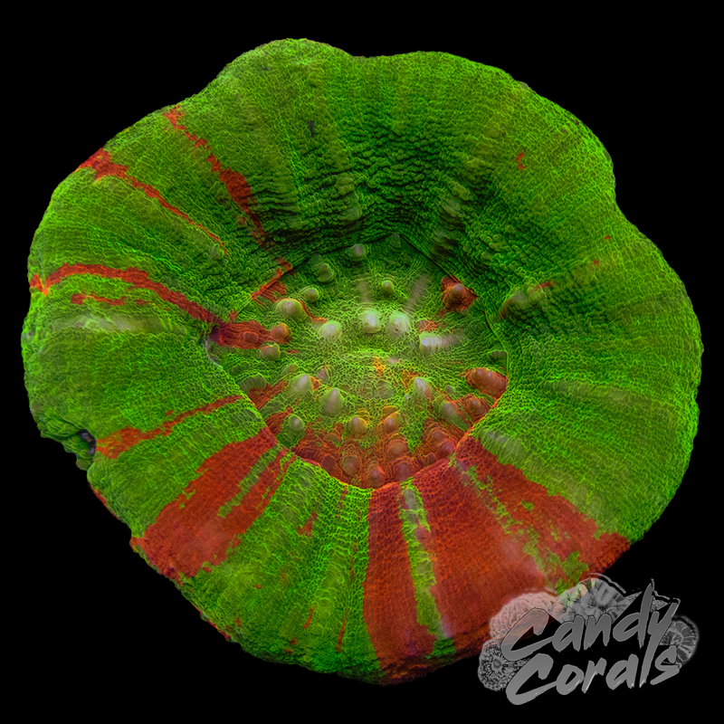 Assorted Bleeding Apple Scoly