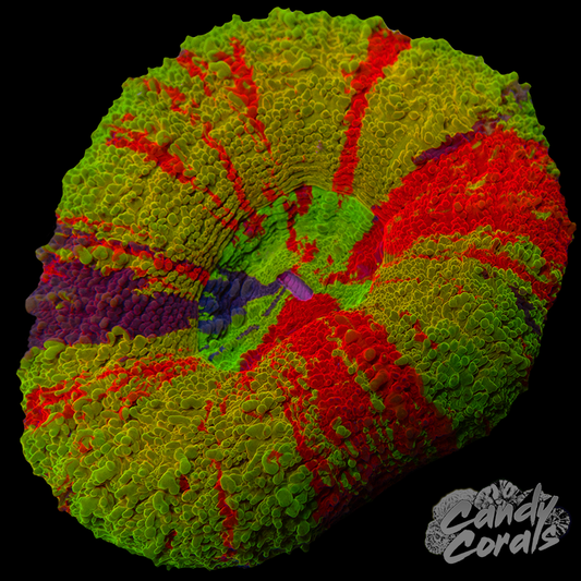 Master Scoly WYSIWYG 45