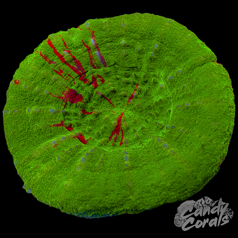 Bleeding Apple Scoly WYSIWYG 79