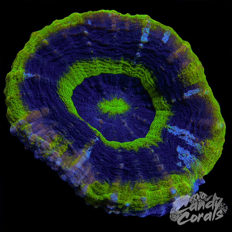 UFO Scoly