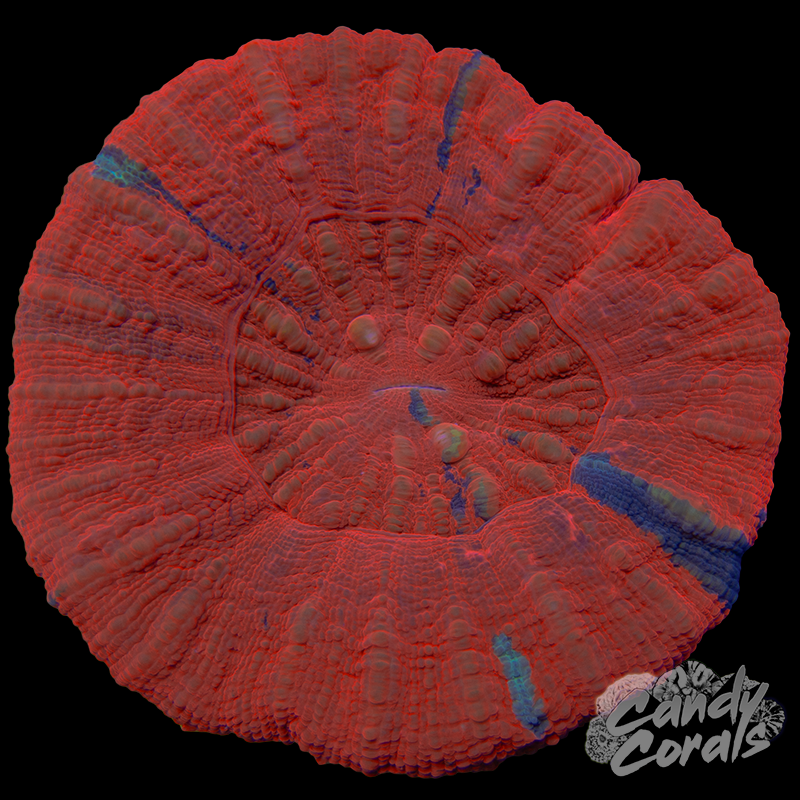 War Paint Scoly WYSIWYG 68