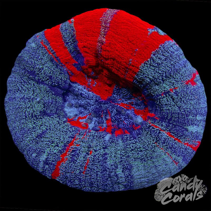 Galaxy War Paint Scoly WYSIWYG 12