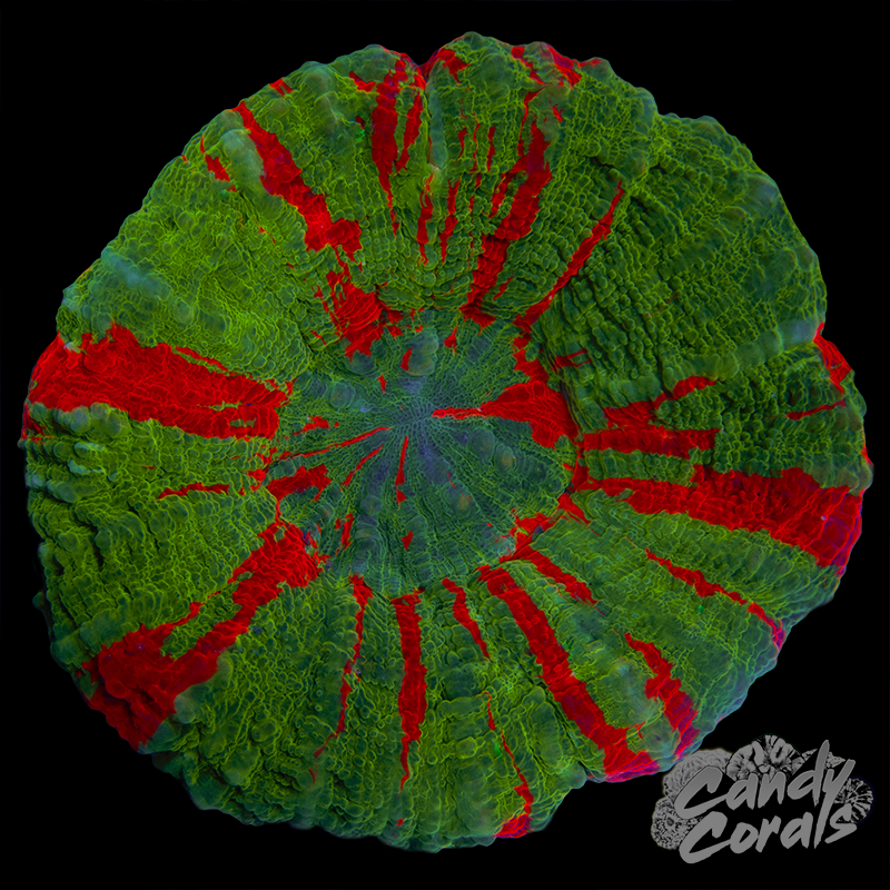 Bleeding Apple Scoly WYSIWYG 88