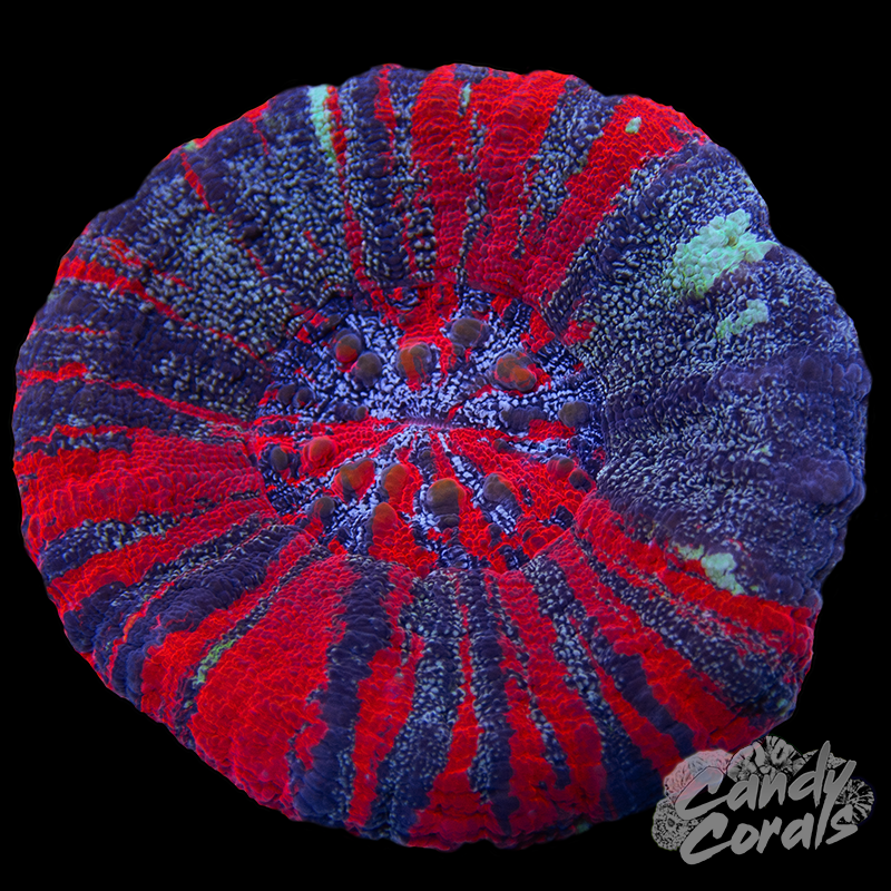 Galaxy War Paint Scoly WYSIWYG 7