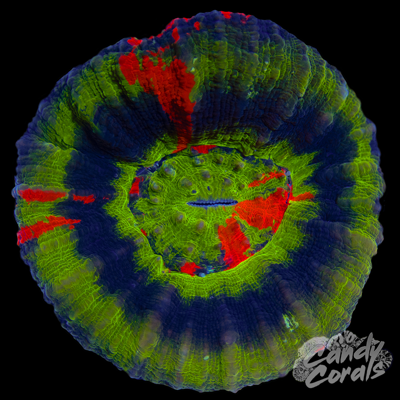 Master Scoly WYSIWYG 60