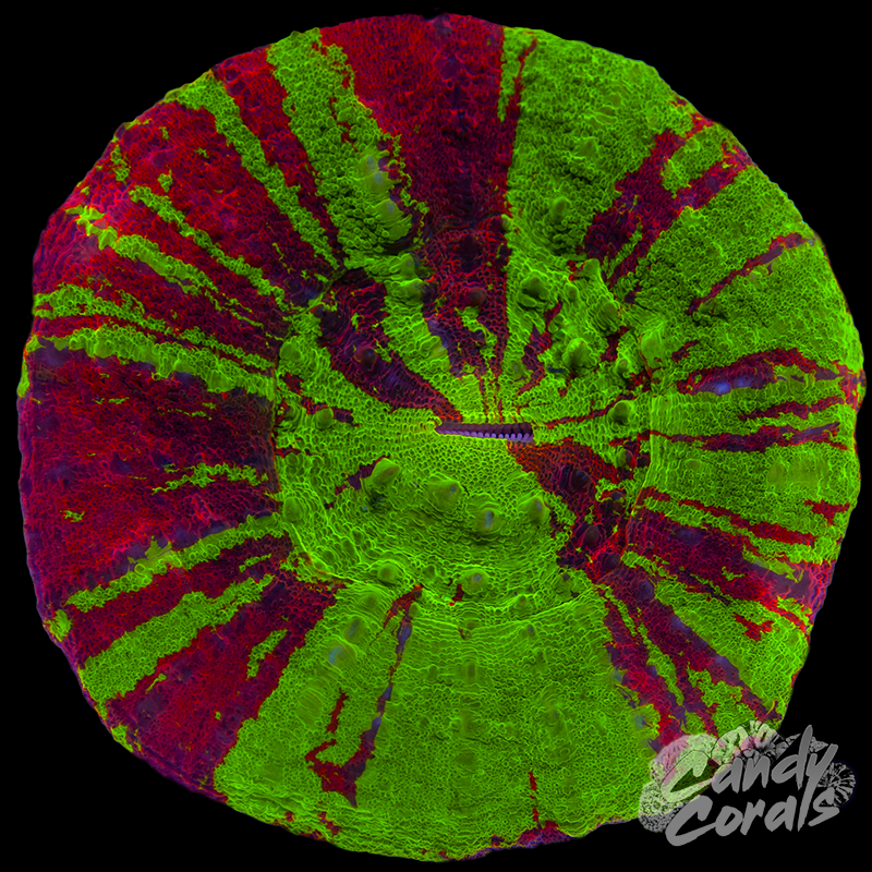 Bleeding Apple Scoly WYSIWYG 80