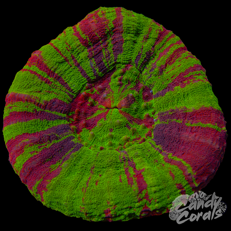 Bleeding Apple Scoly WYSIWYG 43