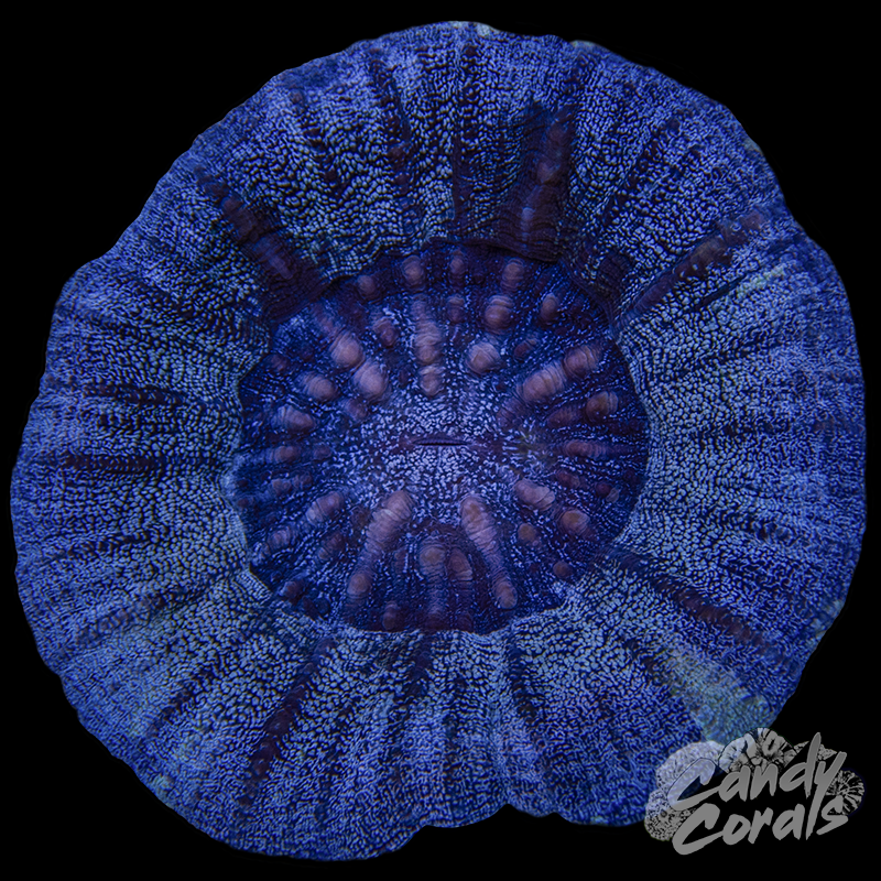 Purple Stardust Scoly WYSIWYG 1