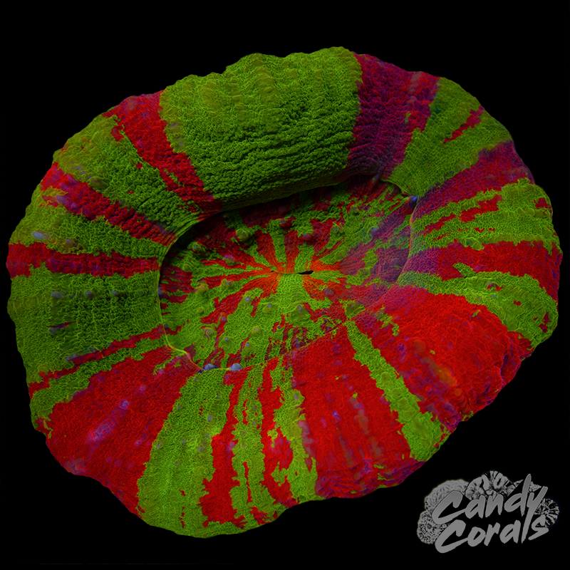 Bleeding Apple Scoly WYSIWYG 15