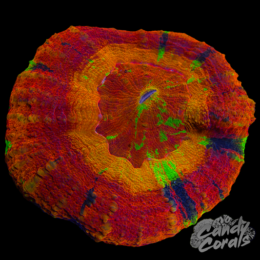 Master Scoly WYSIWYG 46