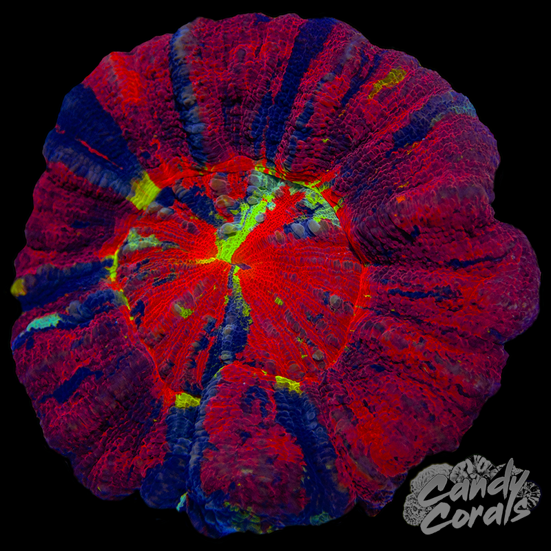 Master Scoly WYSIWYG 61