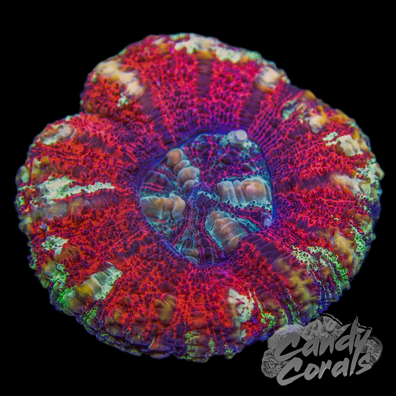 Assorted Red and White Button Scoly