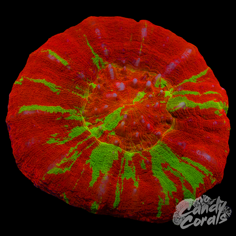 Reverse Bleeding Apple Scoly WYSIWYG 20