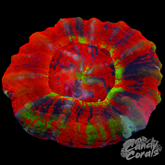 Master Scoly WYSIWYG 38