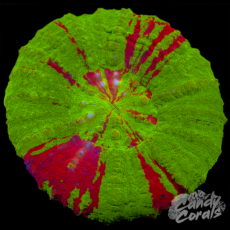 Bleeding Apple Scoly WYSIWYG 95