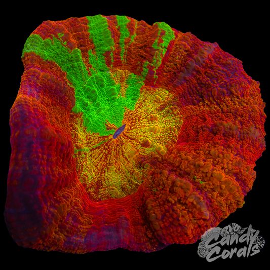 Master Scoly WYSIWYG 47