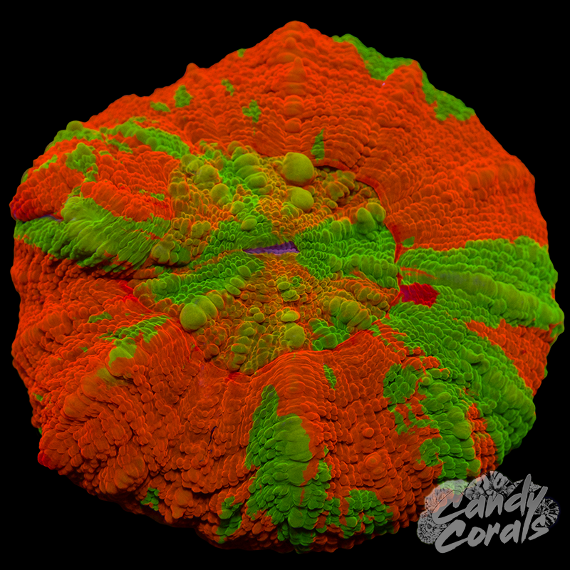 Bright Orange Scoly WYSIWYG 1