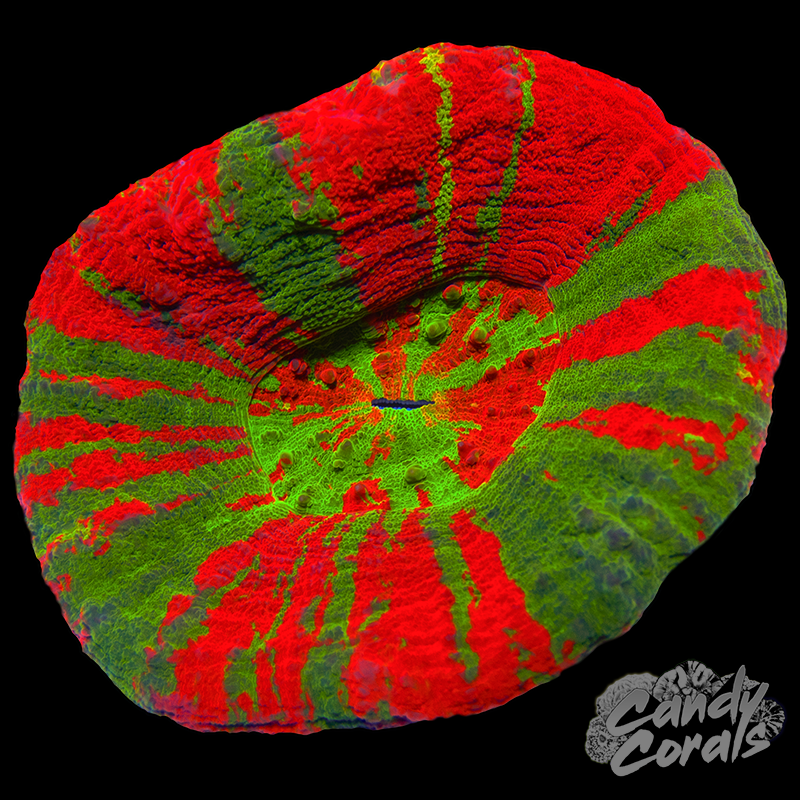 Bleeding Apple Scoly WYSIWYG 52