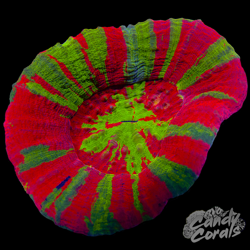 Bleeding Apple Scoly WYSIWYG 88