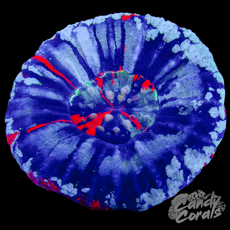 War Paint Scoly WYSIWYG 88