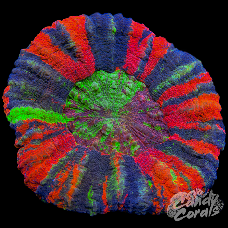 Ultra Master Scoly WYSIWYG 30