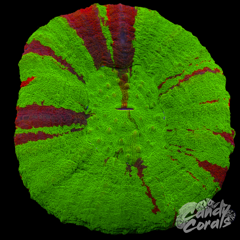 Bleeding Apple Scoly WYSIWYG 38