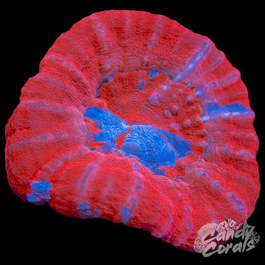 Superman Scoly WYSIWYG 5