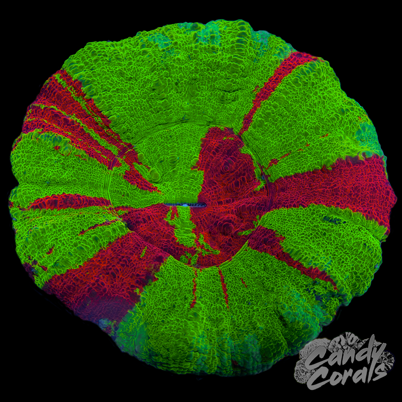 Bleeding Apple Scoly WYSIWYG 74