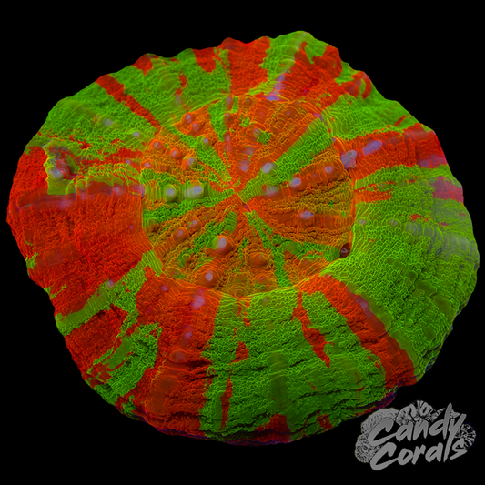 Orange Center Bleeding Apple Scoly WYSIWYG 5