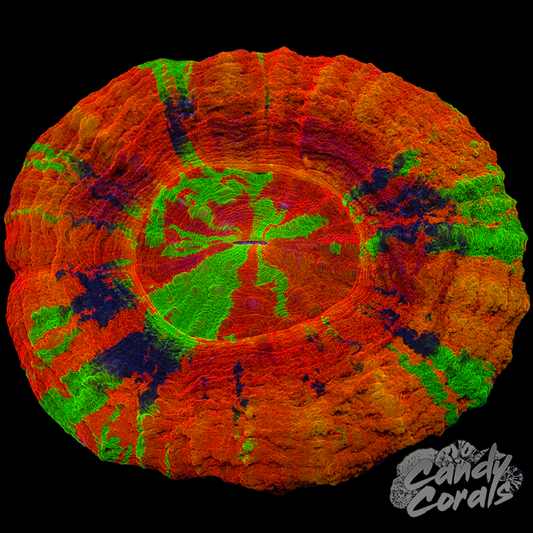 Master Scoly WYSIWYG 48