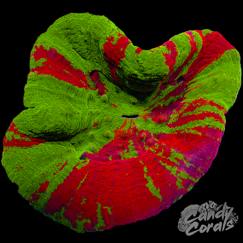 Bleeding Apple Scoly WYSIWYG 82