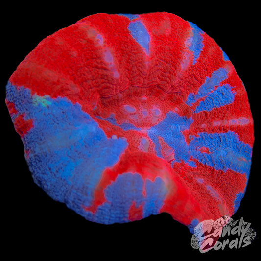 Superman Scoly WYSIWYG 6