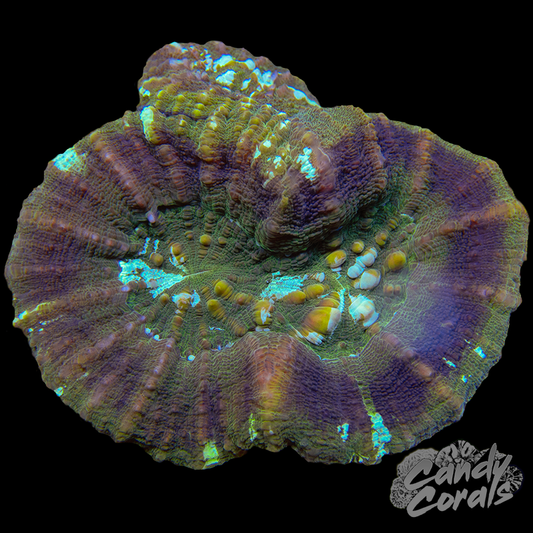 Triple Head UFO Scoly WYSIWYG 3