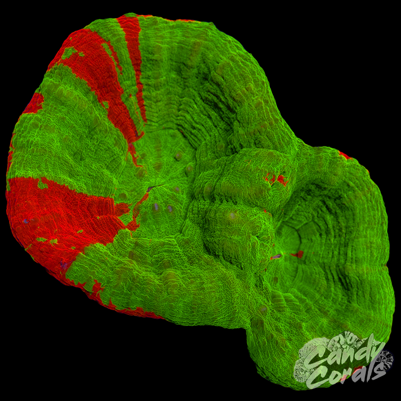 Double Head Ultra Bleeding Apple Scoly WYSIWYG 4