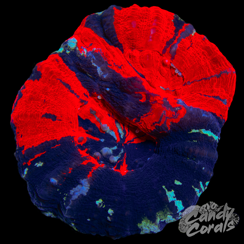 Double Head War Paint Scoly WYSIWYG 2