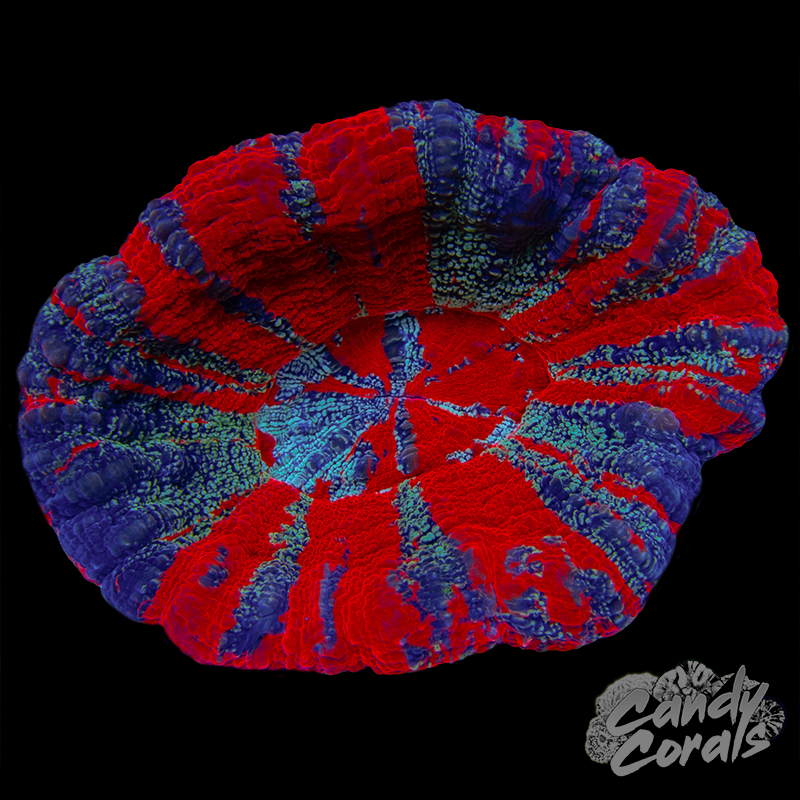 Galaxy War Paint Scoly WYSIWYG 30