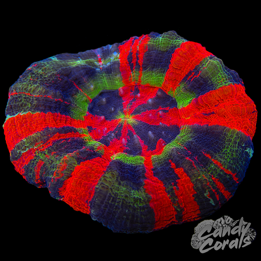 Master Scoly WYSIWYG 49