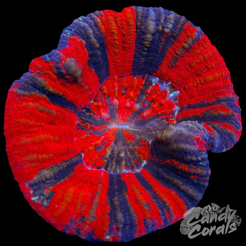 War Paint Scoly WYSIWYG 65