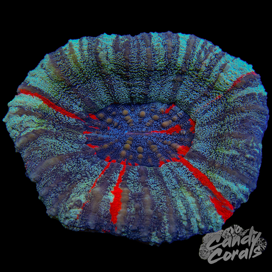 Galaxy War Paint Scoly WYSIWYG 3