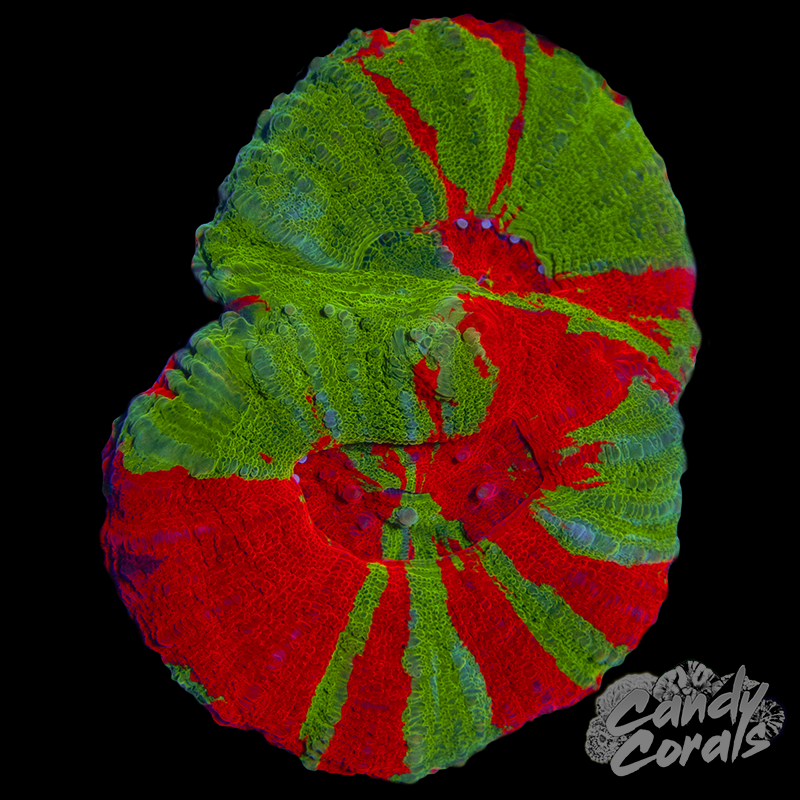 Double Head Ultra Bleeding Apple Scoly WYSIWYG 4