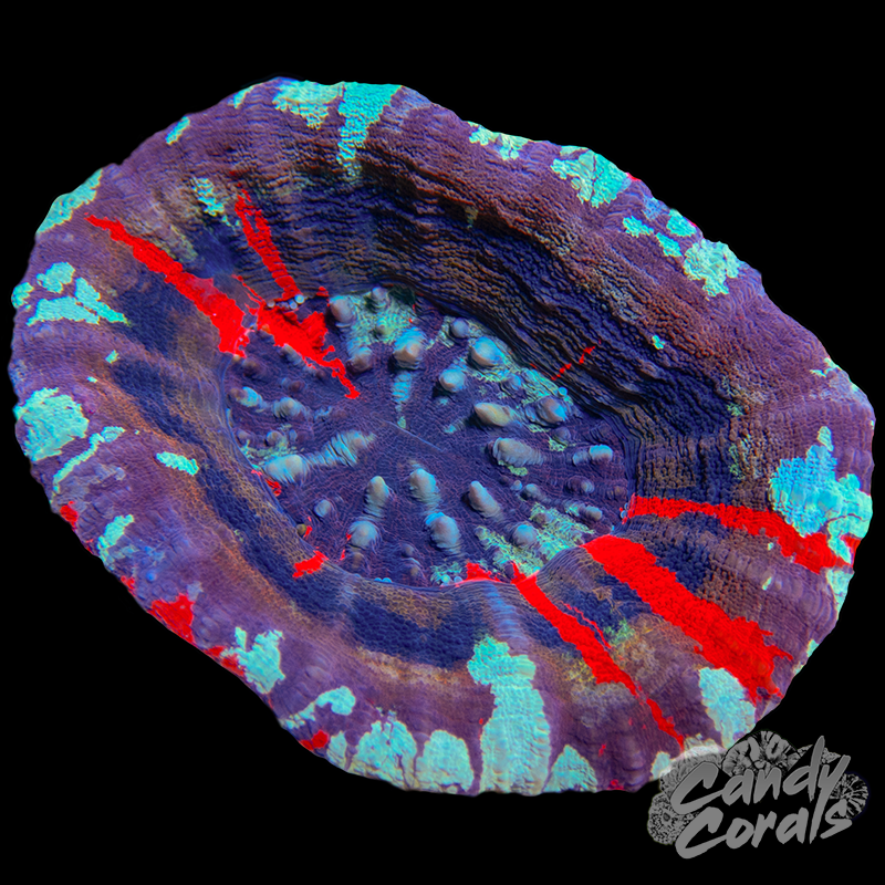 Ultra Scoly WYSIWYG 31