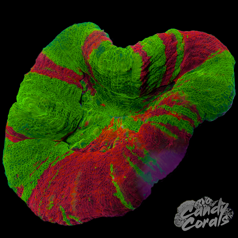 Bleeding Apple Scoly WYSIWYG 82