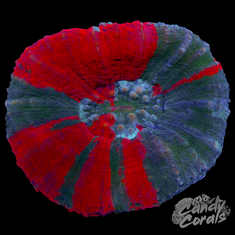 Dark Bleeding Apple Scoly WYSIWYG 90