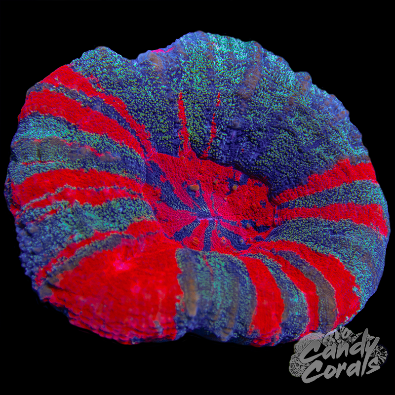 Galaxy War Paint Scoly WYSIWYG 11