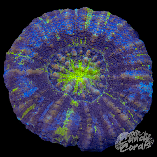 Toxic Scoly WYSIWYG 3